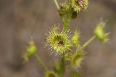 Drosera stricticaulis