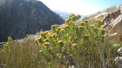 Leucospermum erubescens