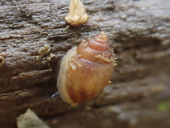 Ellobiidae