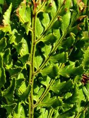 Dryopteris athamantica