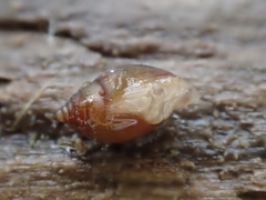 Ellobiidae