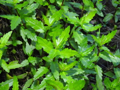 Enydra fluctuans