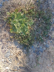 Potentilla