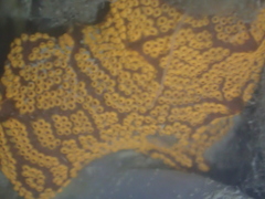 Botrylloides diegensis