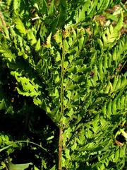 Dryopteris athamantica