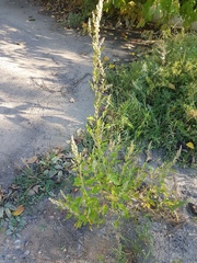 Chenopodium album