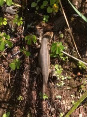 Sceloporus subniger