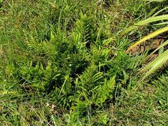 Dryopteris athamantica