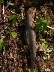 Sceloporus subniger