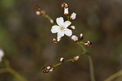 Drosera gigantea