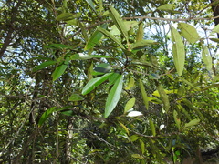Samadera bidwillii