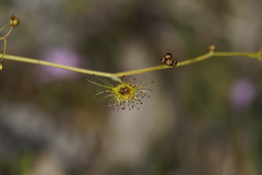 Drosera gigantea