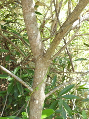 Samadera bidwillii