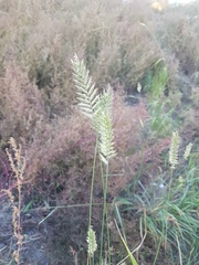 Agropyron cristatum