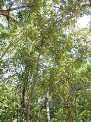 Samadera bidwillii