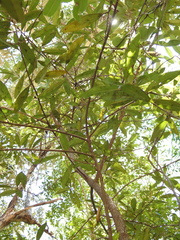 Samadera bidwillii