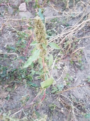 Amaranthus retroflexus