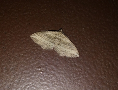 Costaconvexa polygrammata