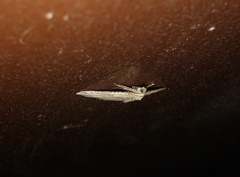Costaconvexa polygrammata