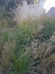 Stipa splendens