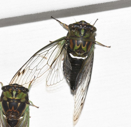 Robinson's Annual Cicada photo 6