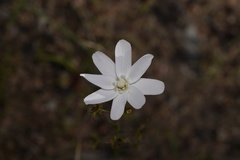 Drosera heterophylla