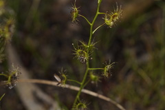 Drosera heterophylla