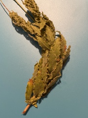 Oenothera cinerea cinerea