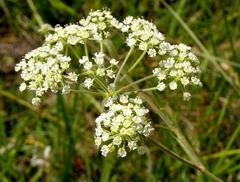 Pimpinella caffra