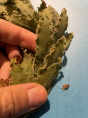 Oenothera cinerea cinerea