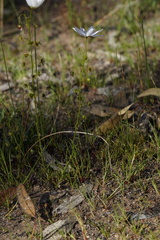 Drosera heterophylla