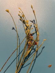 Oenothera cinerea cinerea