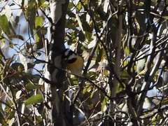 Falcunculus leucogaster