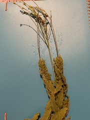 Oenothera cinerea cinerea