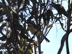 Falcunculus leucogaster