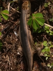 Sceloporus subniger