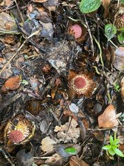 Langsdorffia hypogaea