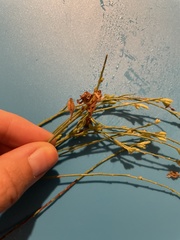 Oenothera cinerea cinerea