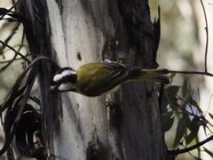 Falcunculus leucogaster