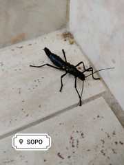 Monticomorpha unicolor