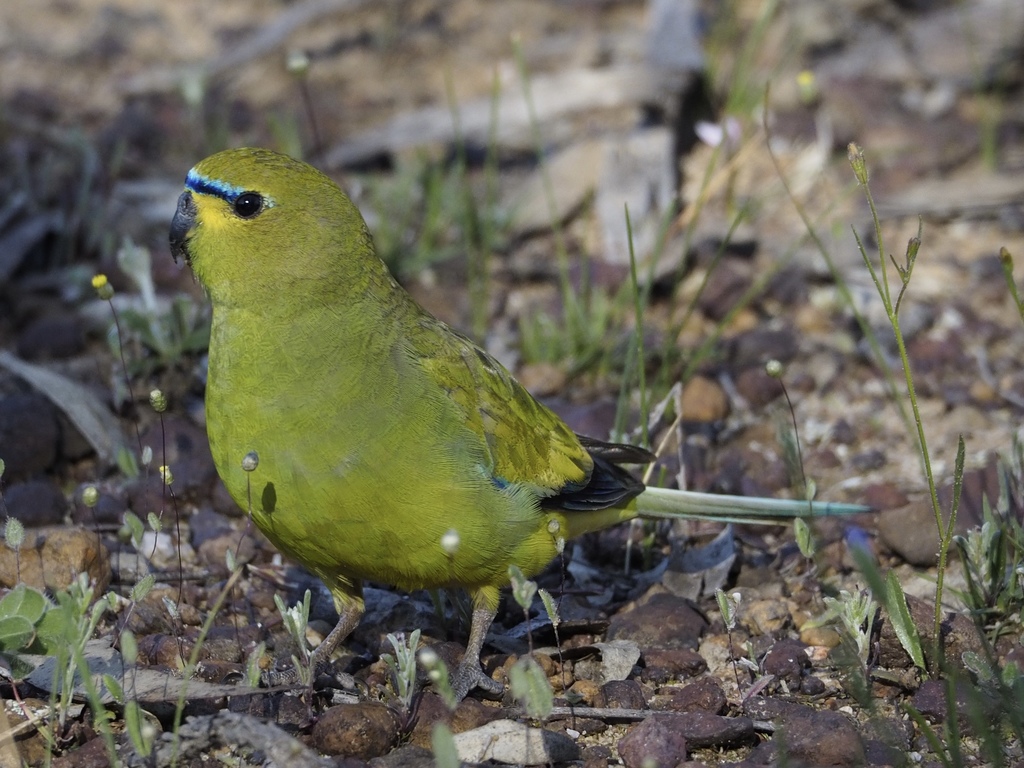 Elegant Parrot photo