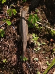 Sceloporus subniger