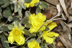 Hibbertia commutata