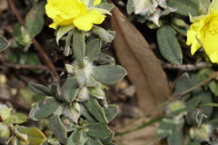 Hibbertia commutata