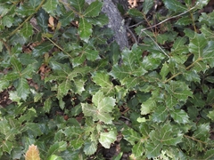 Quercus palmeri
