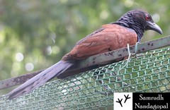 Centropus sinensis