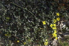 Hibbertia commutata