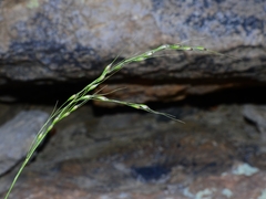 Piptochaetium fimbriatum