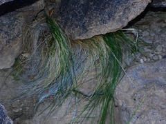 Piptochaetium fimbriatum