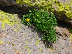 Perityle cochisensis